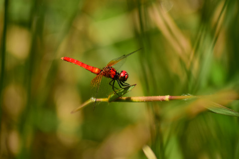 ipponnoki20210622 (1)
