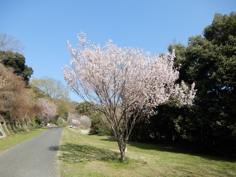 ipponnoki20210315 (2)