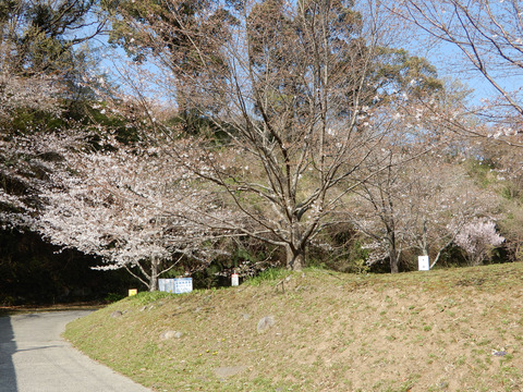 ipponnoki20210315 (4)