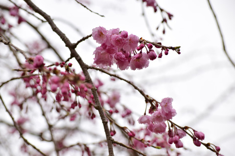 ipponnoki20220322 (3)