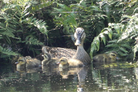 ipponnoki20210614 (2)