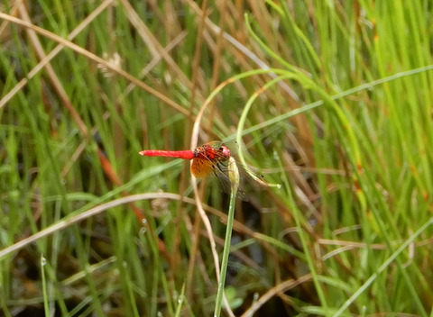 ハッチョウトンボ03