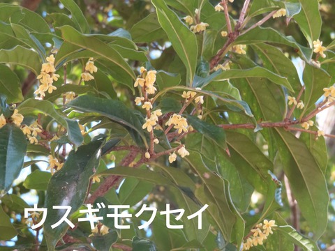 IMG_7379ウスギ文字入り