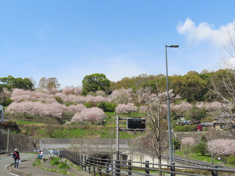 万日山.桜4-1