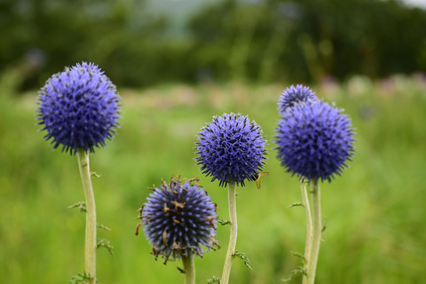 ipponnoki20210906 (3)