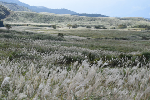 ipponnoki20210921 (1)