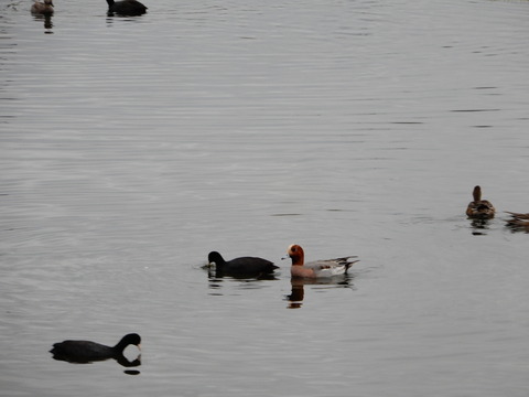 ヒドリガモとオオバン (5)