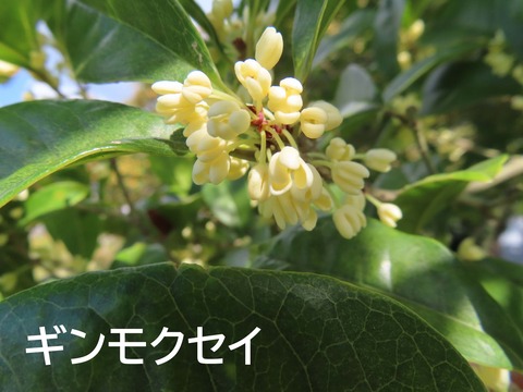 IMG_7385ギン文字入り