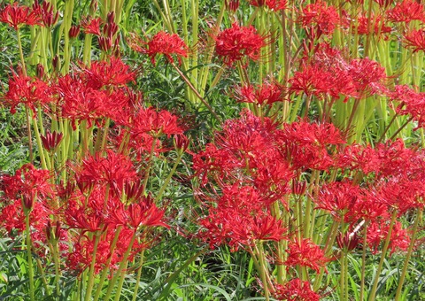 IMG_5441切り抜き