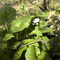 wasabi