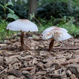 PXL_20240905_223041168.PORTRAIT