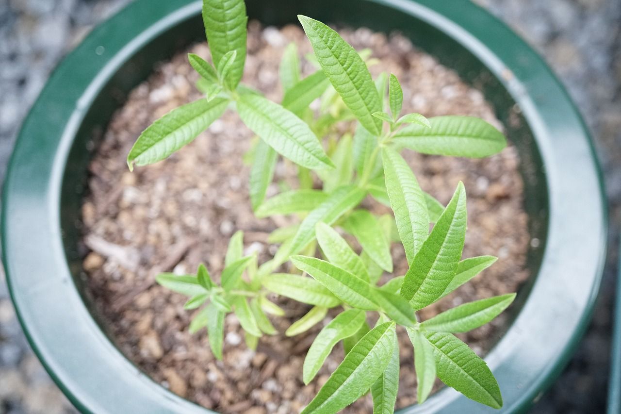 農業進化は止まらない ハーブ レモンバーベナ枯れる原因