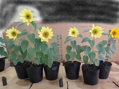 6.27比較_LI