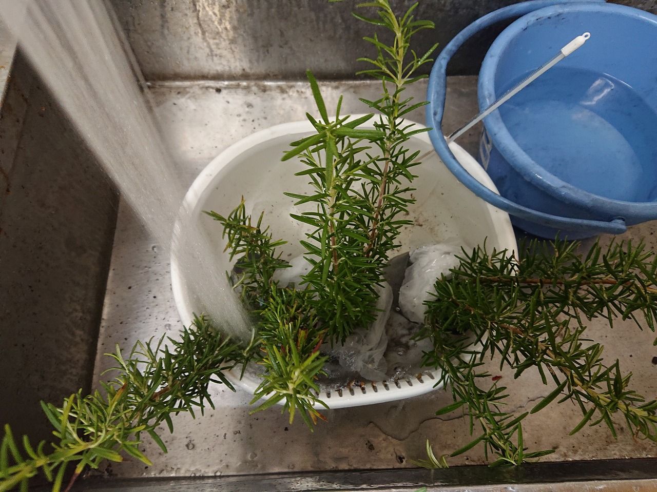 農業進化は止まらない ローズマリーの育て方編