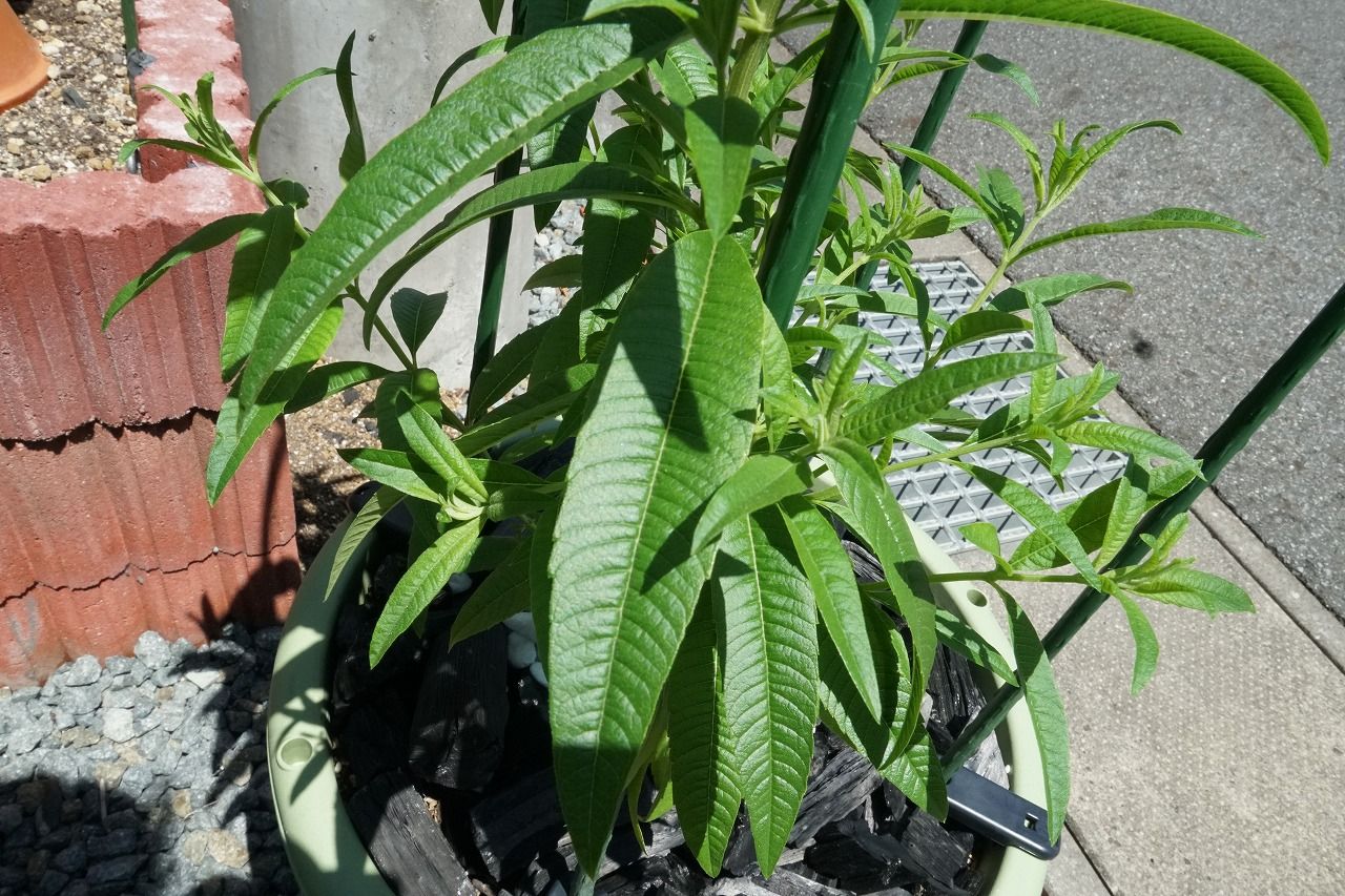 農業進化は止まらない 植物dna巨大化発現 ストレス栽培 レモンバーベナ編