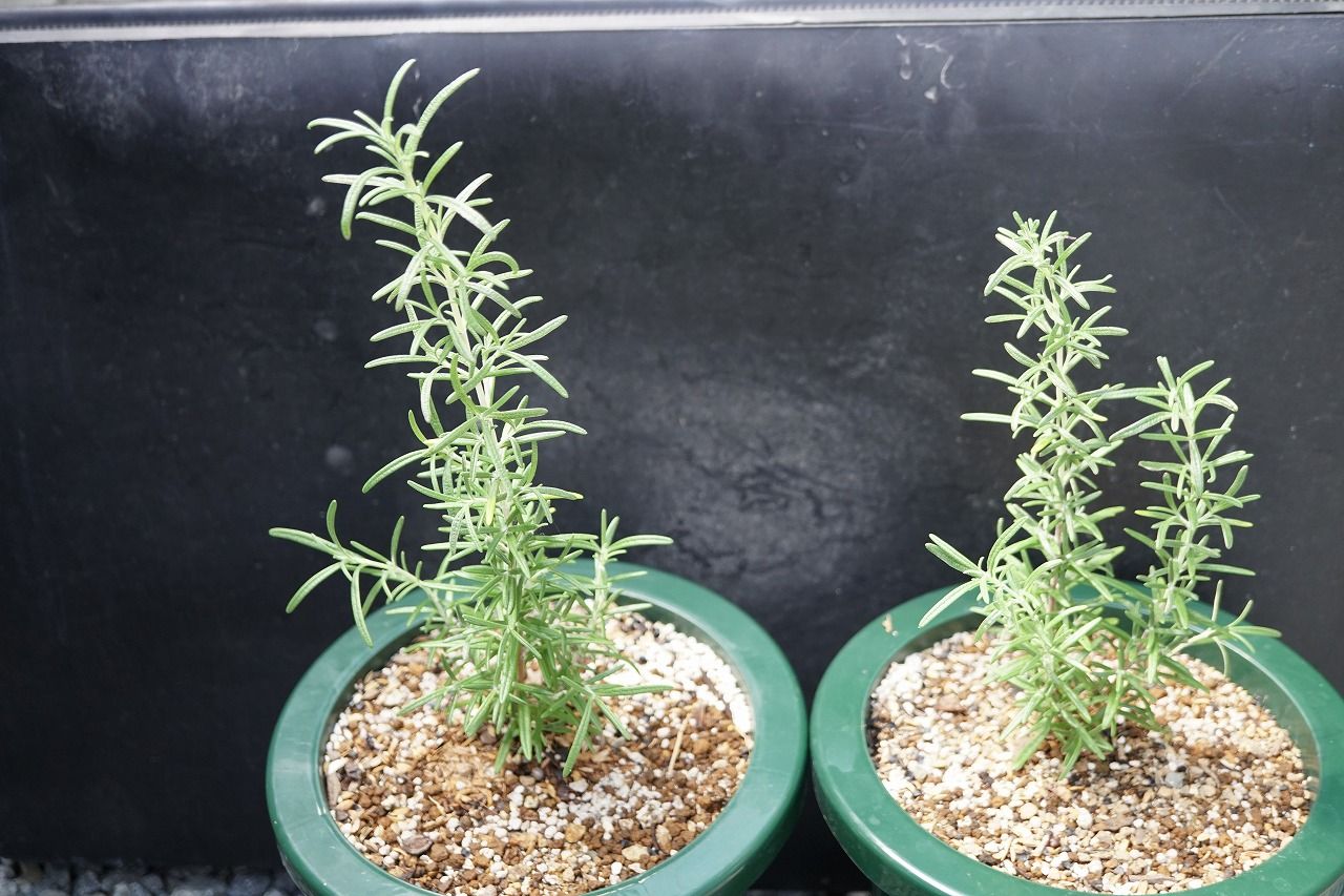 農業進化は止まらない ローズマリーの育て方 疑問編