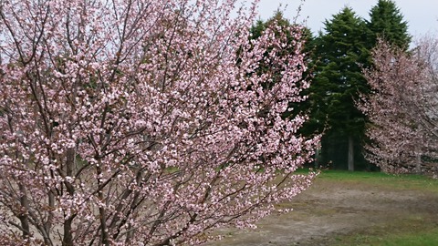 DSC_1213
