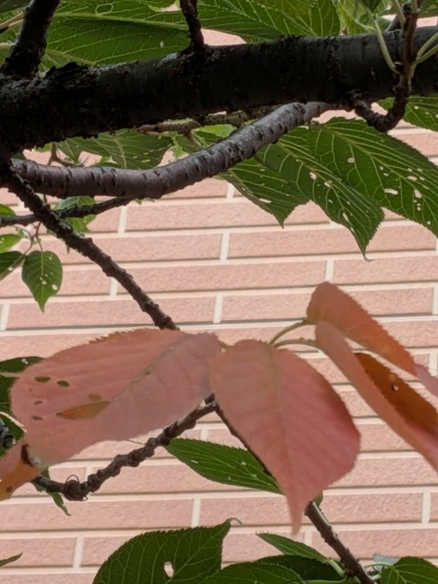 PXL_20250921_033127206