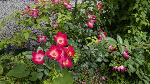 PXL_20240701_021707579