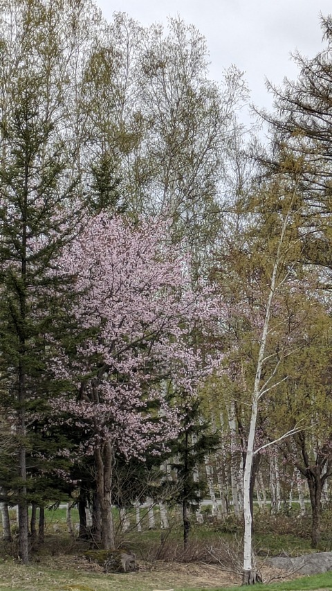 PXL_20240508_011432854