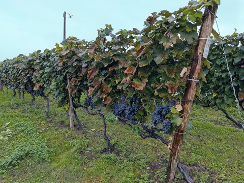 PXL_20250925_021854884~2