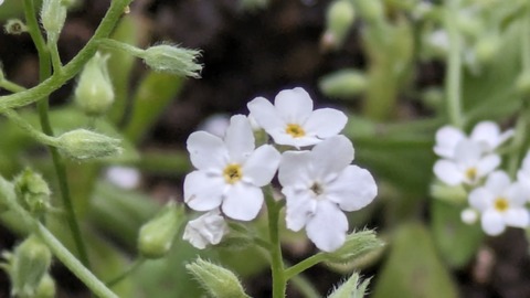 PXL_20240528_073414239