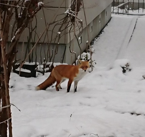 saved_file_1606432369828