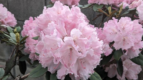 PXL_20240528_073458510