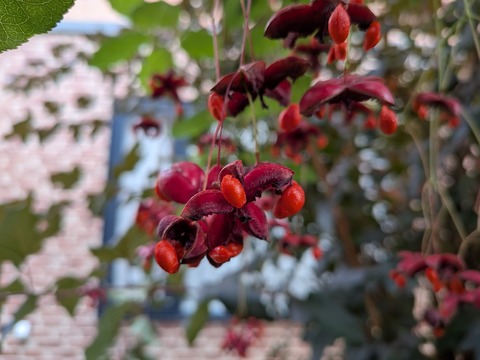 MACRO_FOCUS