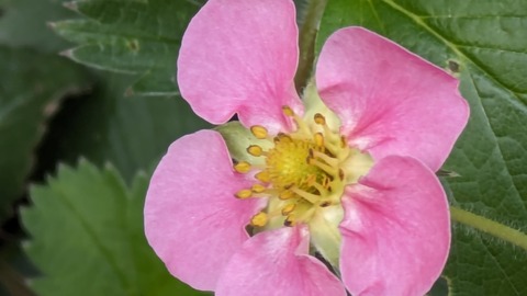 PXL_20240528_073434910