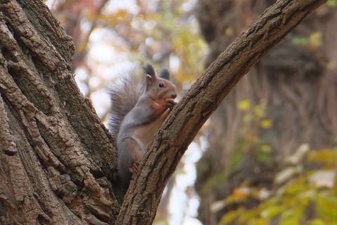 【野生動物】リスに餌付け「やめて」　北海道・帯広市緑ケ丘公園で常態化　利用者けがも