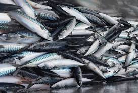 【経済】ノルウェー産サバ「手が出せない」　過去最高値の高騰に日本の業者悲鳴　韓国に買い負けも