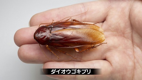 【閲覧注意】新種のゴキブリ発見　ゴキブリ属で最大の「ダイオウゴキブリ」