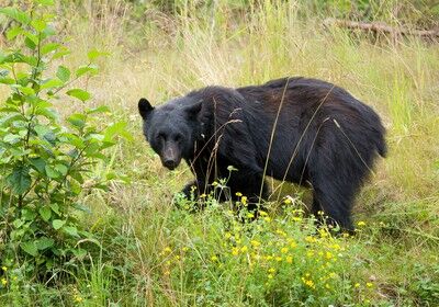 【群馬県】クマにひっかかれ、顔半分の皮がはがれ落ちる…被害の女性「鈴もスプレーも役に立たなかった」
