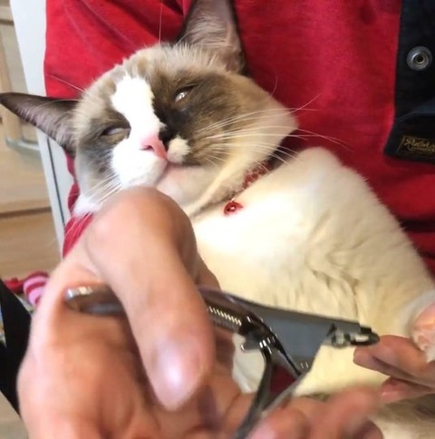 iPhoneおすすめの2年前「愛猫」写真に爆笑 なぜこれ？「絶望なのか昇天なのか」「私の仕事中の顔」