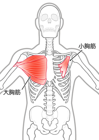 大胸筋・小胸筋