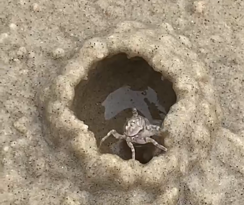 【動画】カニさん、新しい家を建てる