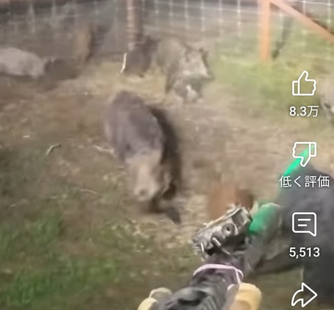 【動画】豚さん、伝説のハンターに全滅させられるw wwwwwwwwwwｗｗwwwwwwwwww w wwwwwwwwww
