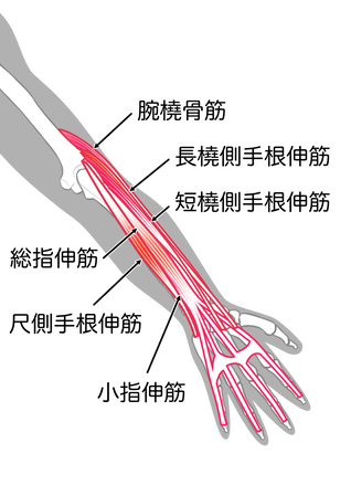 前腕