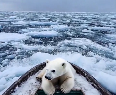 【動画】クマサン、船旅を楽しむ