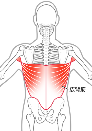 広背筋