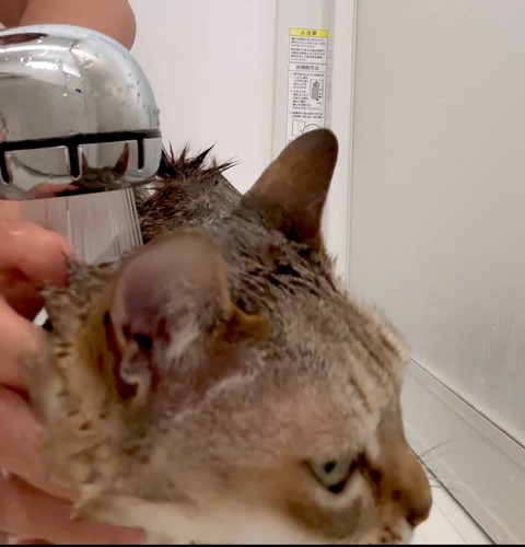 【動画】猫「オイ！大事なトコ、洗い忘れてるゾ！」