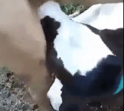 【動画】牛さんの高速フ〇ラ