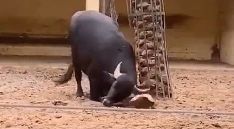 【動画】牛さん亀を助けてドヤ顔