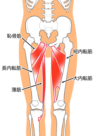 内転筋