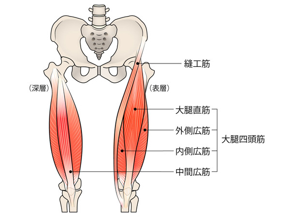 大腿四頭筋・縫工筋