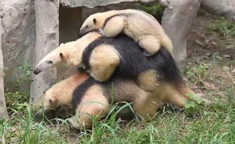 【動画】アリクイ、楽に移動できる方法を見つける