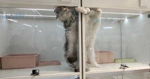 【動画】ネッコ、隣人トラブルになる