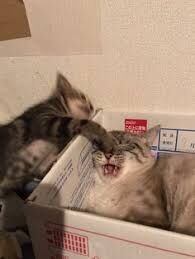 猫パンチはプロボクサーのジャブ並に速いらしい