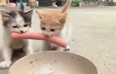 【動画】猫ちゃんお肉にかぶりついてしまう????????